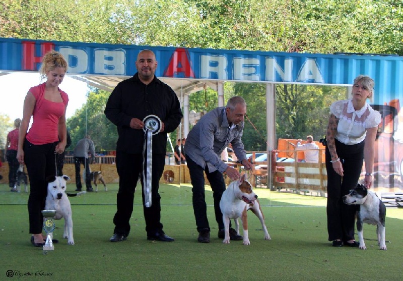 CH. Alfagacyno Jango unchained - First Puppie Male / BOS