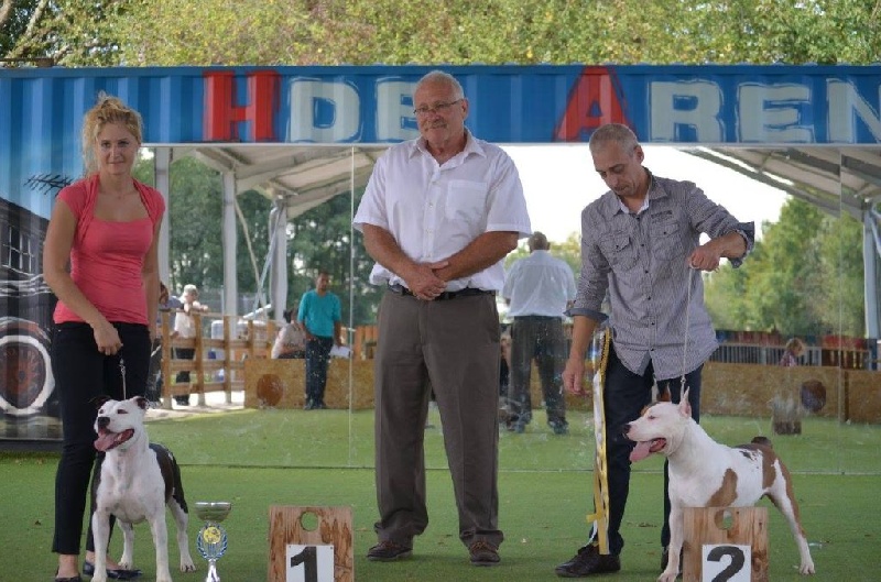 CH. Alfagacyno Jango unchained - First Puppie Male / BOS