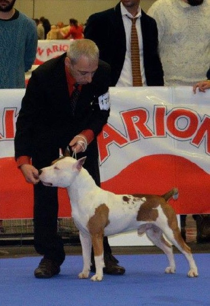 CH. Alfagacyno Jango unchained - Excellent NC Young Class