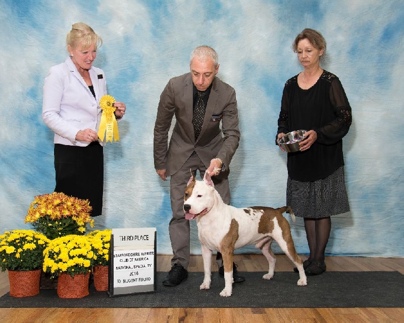 CH. Alfagacyno Jango unchained - 3eme Bret By Exhibitor Dogs class