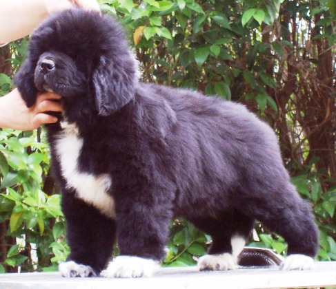 Publication : d'Entre Terre et Mer Auteur : TONIN C