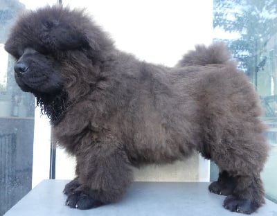Les chiots de Chow Chow
