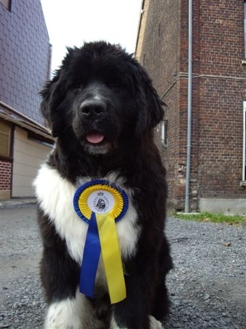 Edition speciale d'Entre Terre et Mer - 3ème Prometteur classe Puppy