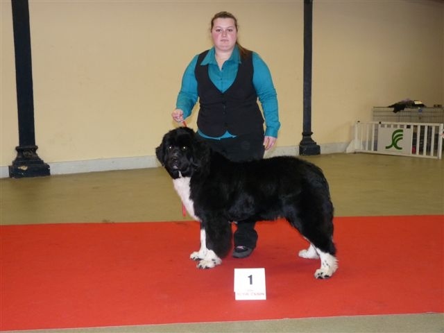 Edition speciale d'Entre Terre et Mer - 1ère Très Prometteur classe Puppy