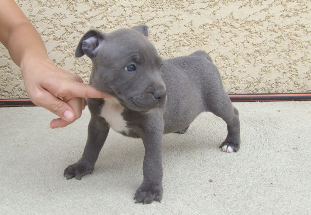 Chiot Elevage Woody S Original Eleveur De Chiens Staffordshire Bull Terrier