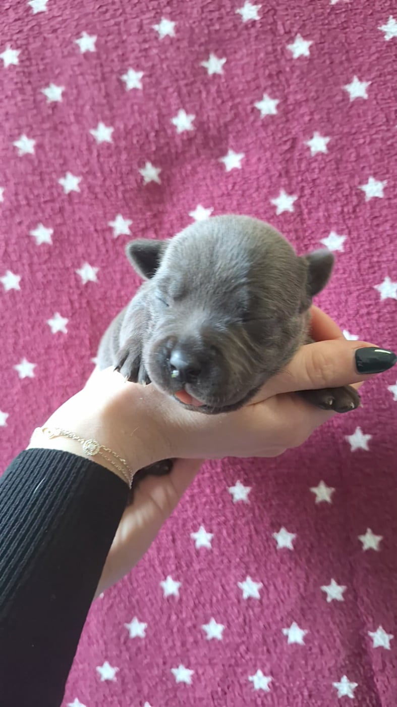 Chiot femelle bleue O2