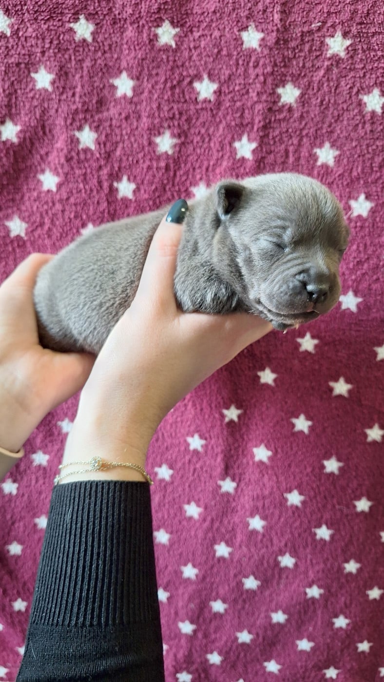 Chiot femelle bleue O3