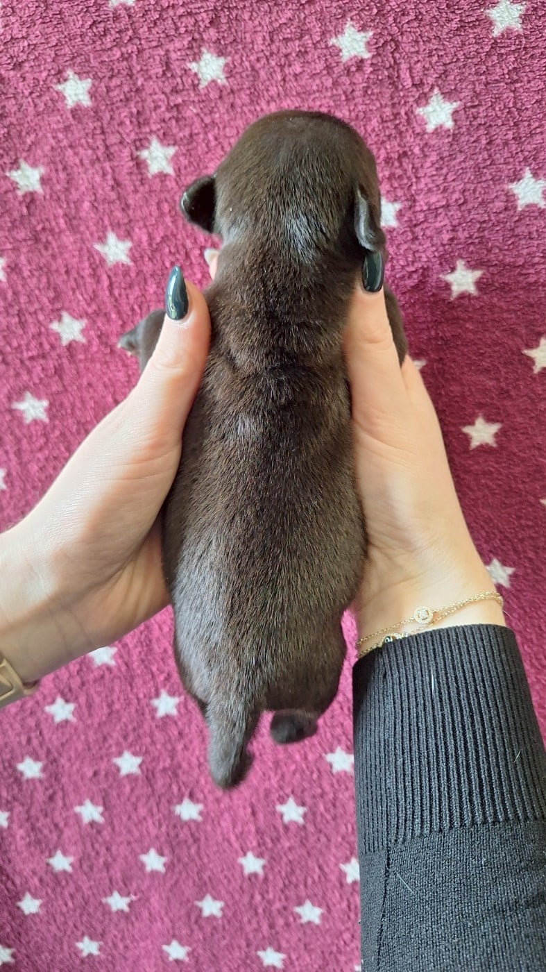 Chiot femelle noire O1