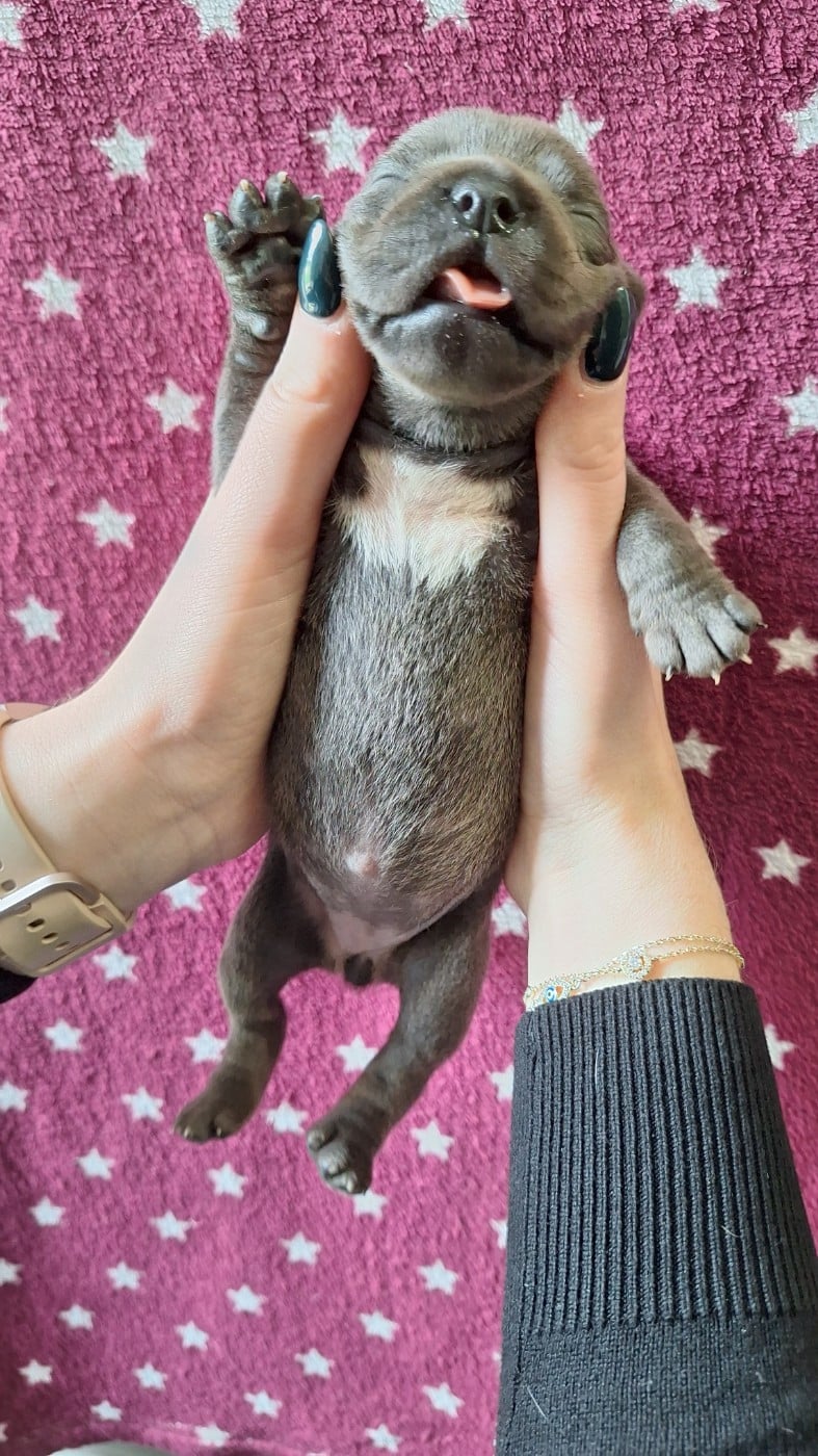 Chiot femelle bleue O2