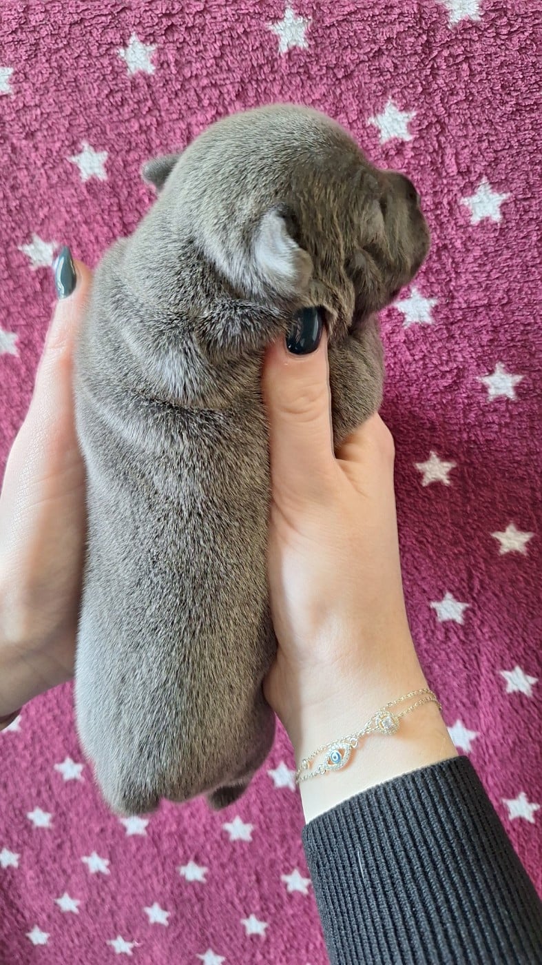 Chiot femelle bleue O2