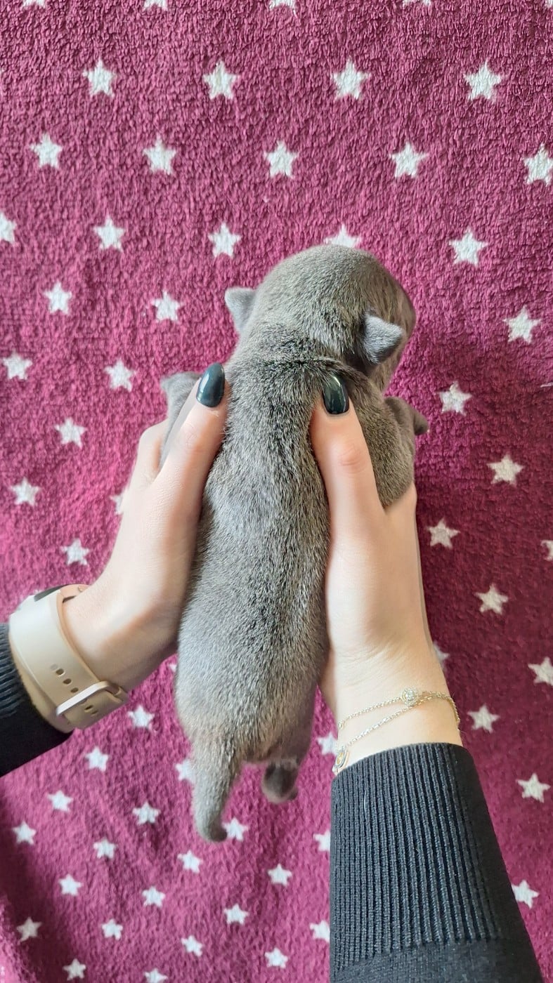 Chiot femelle bleue O3