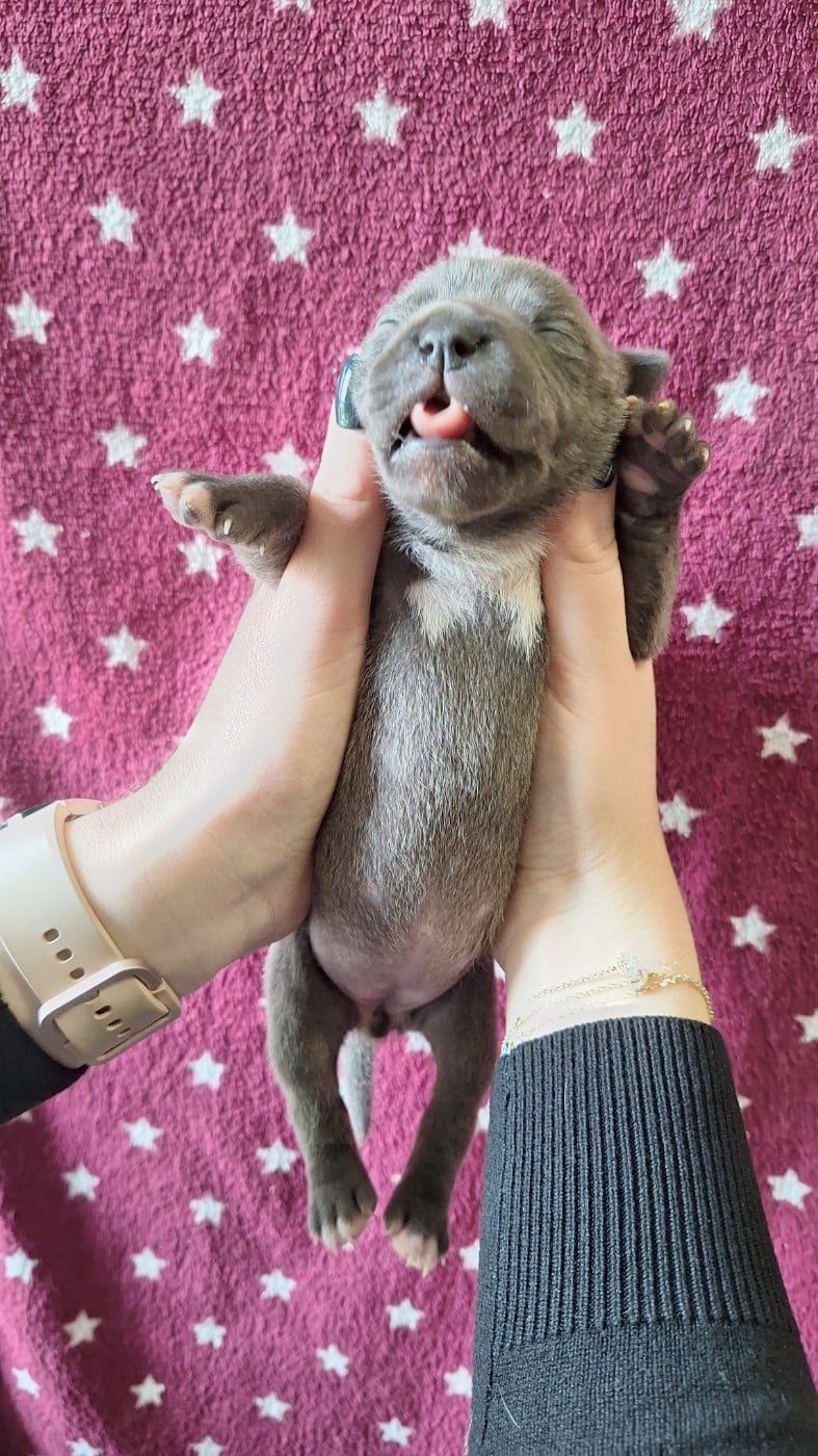 Chiot femelle bleue O3