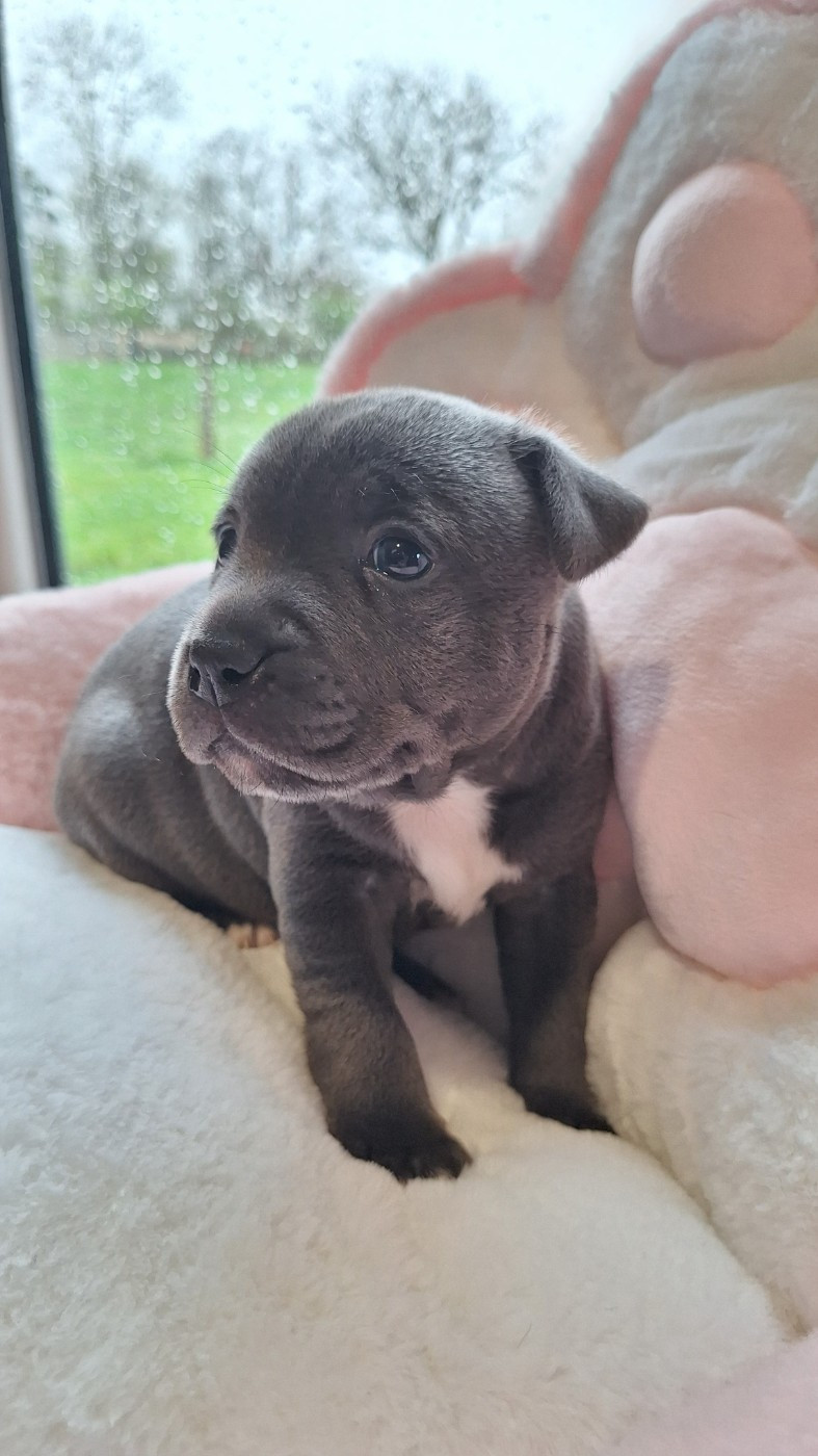 Chiot femelle bleue O3