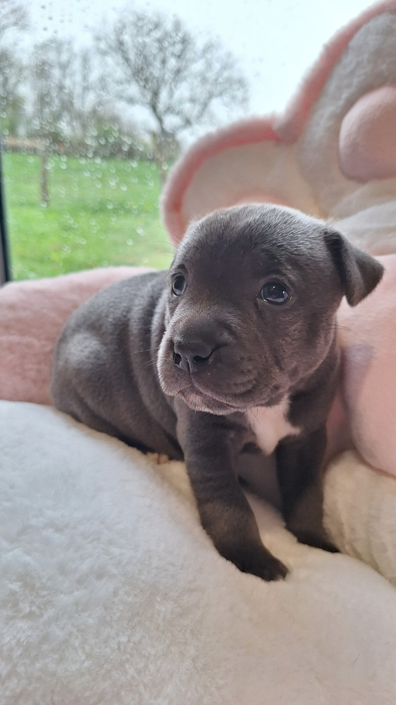 Chiot femelle bleue O3