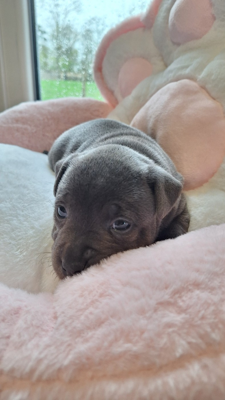 Chiot femelle bleue O3