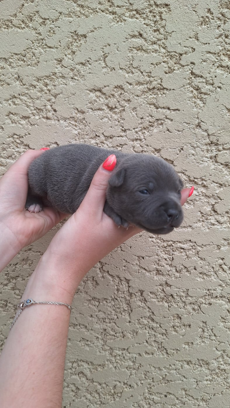 Staffordshire Bull Terrier - Woody's Original