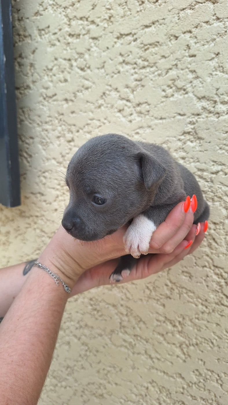 Staffordshire Bull Terrier - Woody's Original