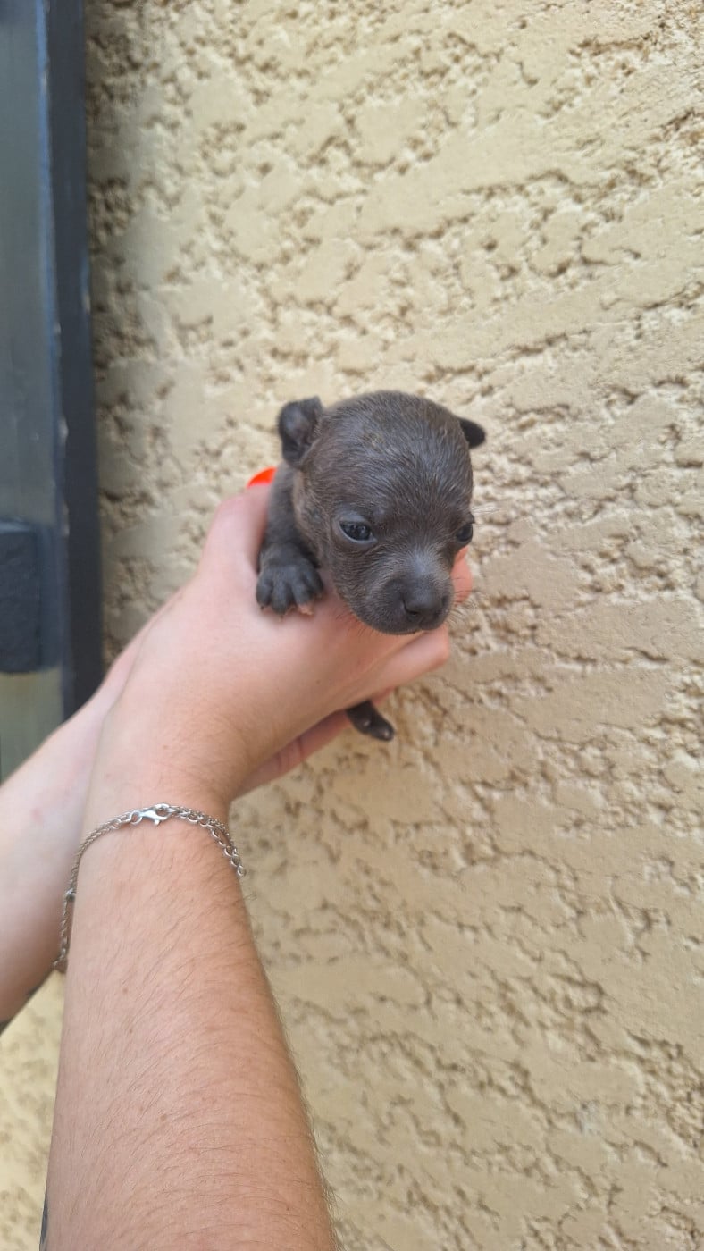 Staffordshire Bull Terrier - Woody's Original