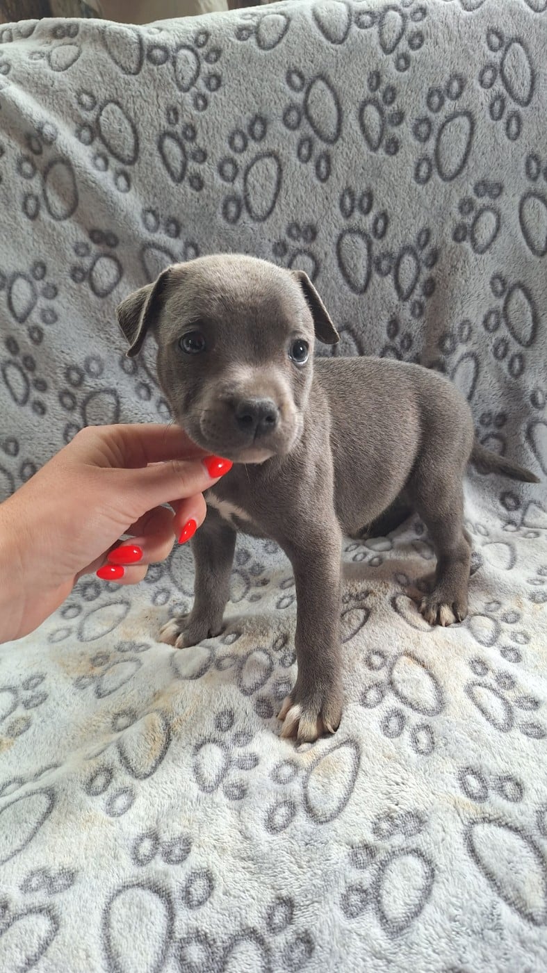 Chiot mâle bleu N2