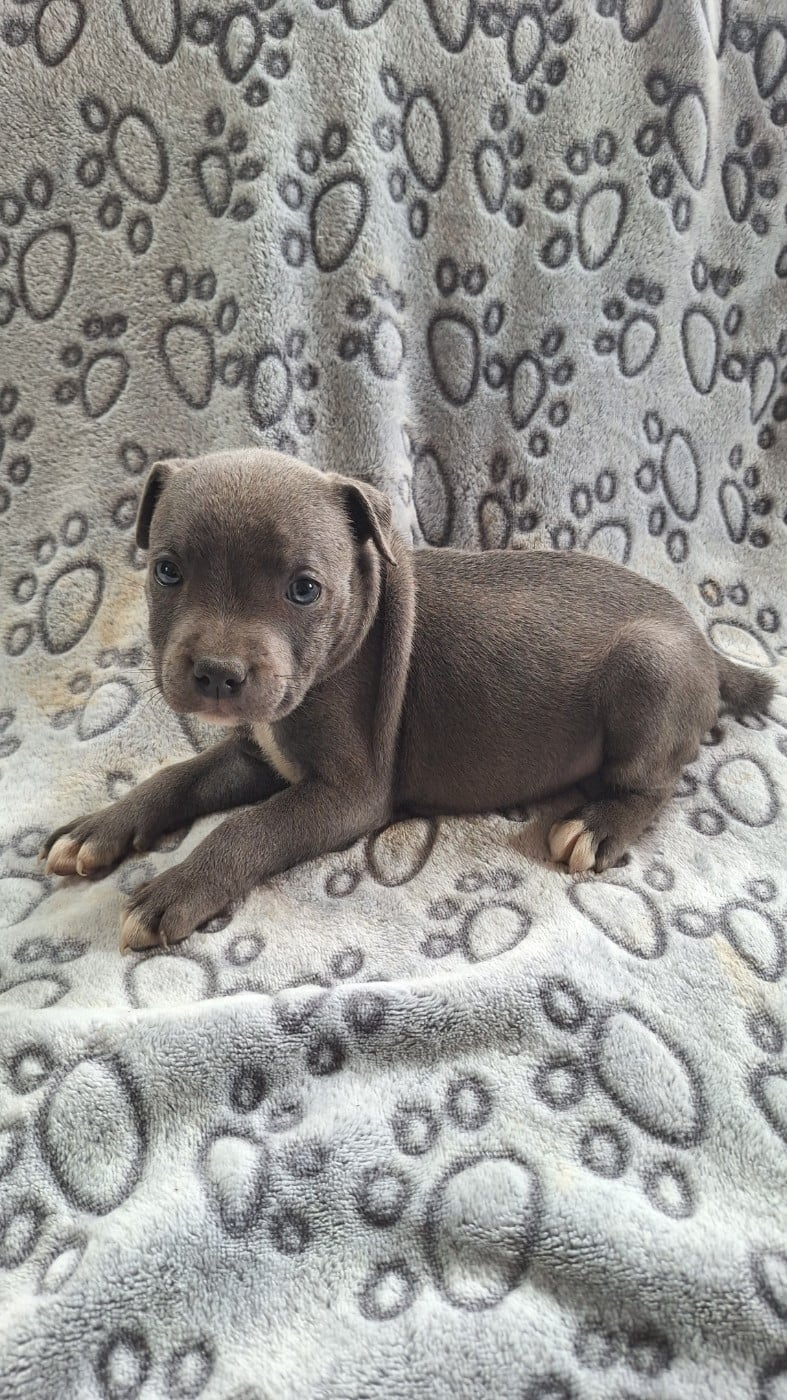 Chiot mâle bleu N3