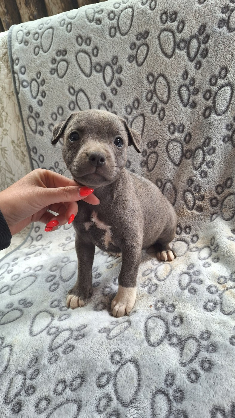 BLOO