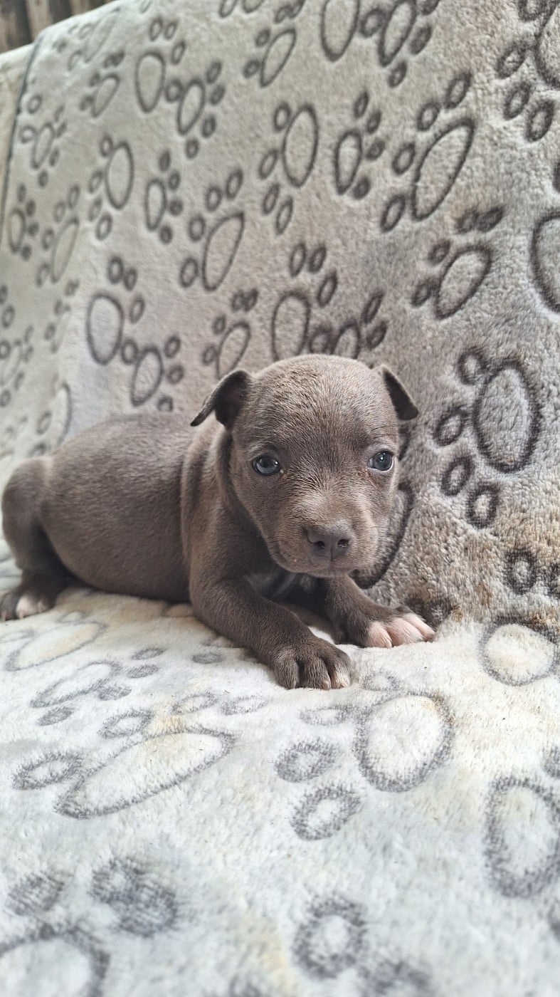 BILLIE BALOO