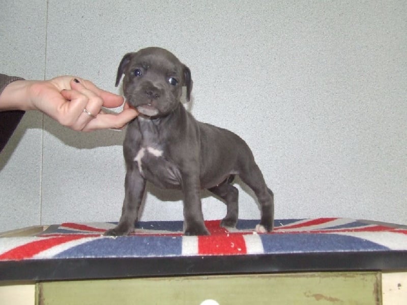 Liloo