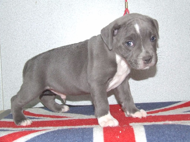 LAYON BLUE
