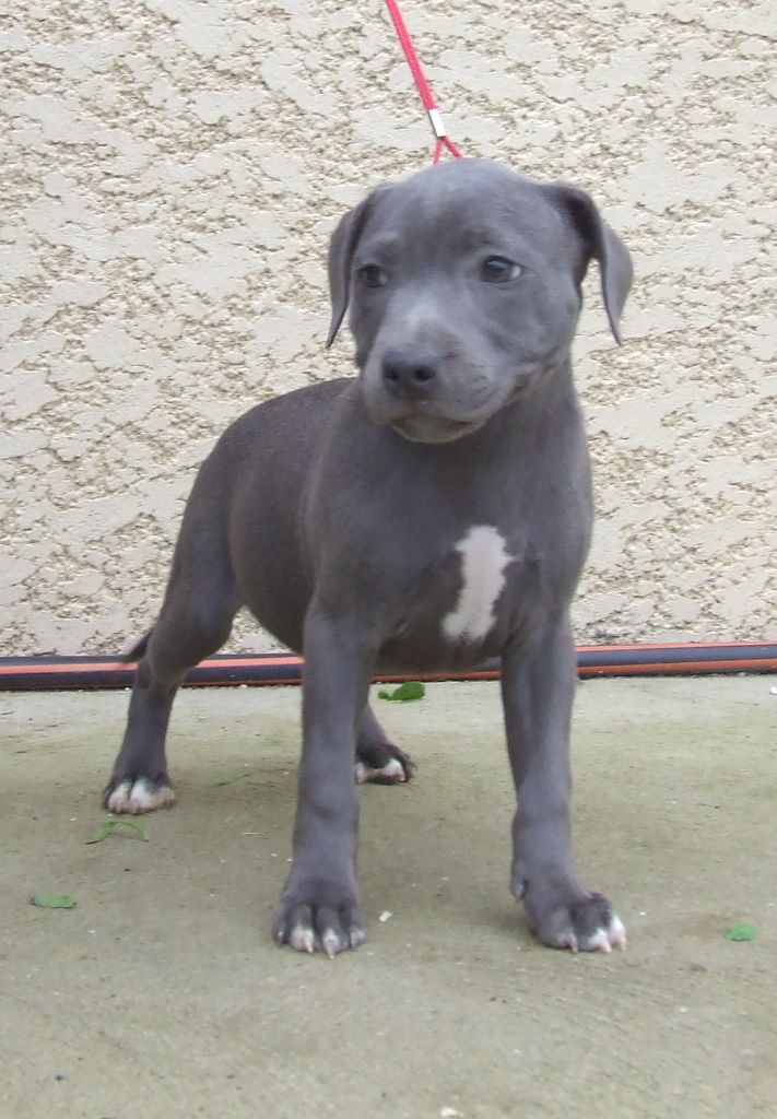Chiot Staffordshire Bull Terrier, CHIOT bleu, femelle disponible en