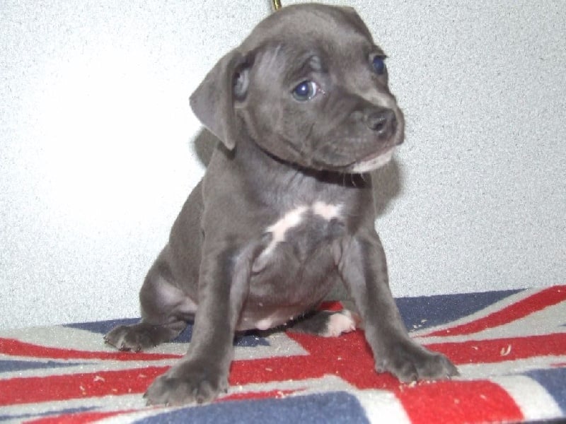 Liloo