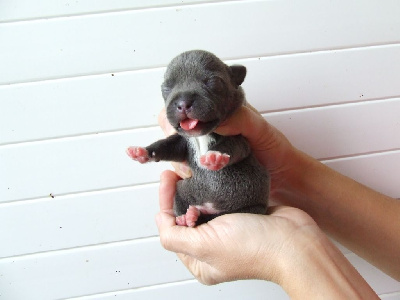 Les chiots de Staffordshire Bull Terrier