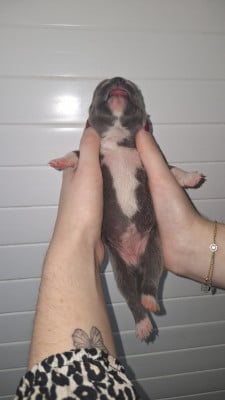 CHIOT 3 - Staffordshire Bull Terrier