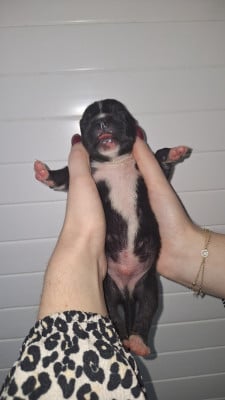 CHIOT 5 - Staffordshire Bull Terrier