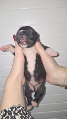 CHIOT 6 - Staffordshire Bull Terrier