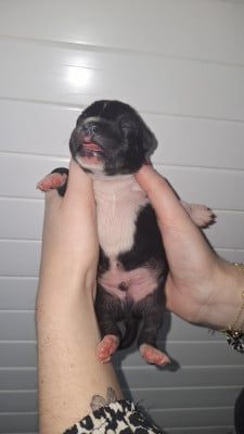 CHIOT 7 - Staffordshire Bull Terrier