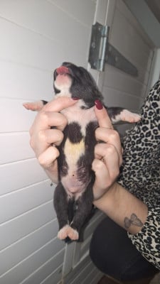 CHIOT 8 - Staffordshire Bull Terrier