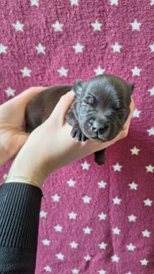 Les chiots de Staffordshire Bull Terrier