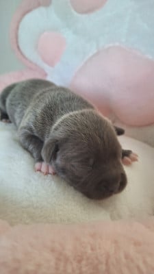 Les chiots de Staffordshire Bull Terrier