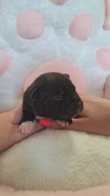 Les chiots de Staffordshire Bull Terrier