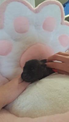 Les chiots de Staffordshire Bull Terrier