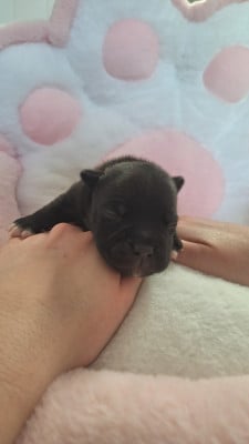 Les chiots de Staffordshire Bull Terrier