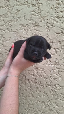 Les chiots de Staffordshire Bull Terrier