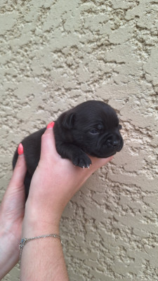 Les chiots de Staffordshire Bull Terrier