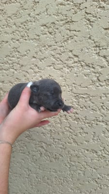 Les chiots de Staffordshire Bull Terrier