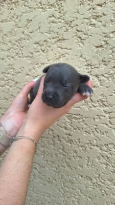 Les chiots de Staffordshire Bull Terrier