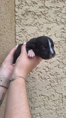 Les chiots de Staffordshire Bull Terrier