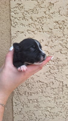 Les chiots de Staffordshire Bull Terrier