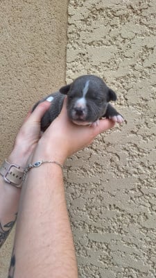 Les chiots de Staffordshire Bull Terrier