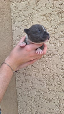 Les chiots de Staffordshire Bull Terrier