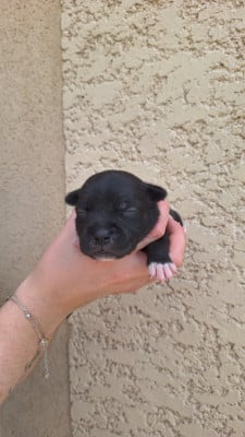 Les chiots de Staffordshire Bull Terrier